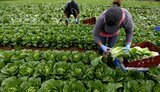 заробитчане,reuters,иллюстрация