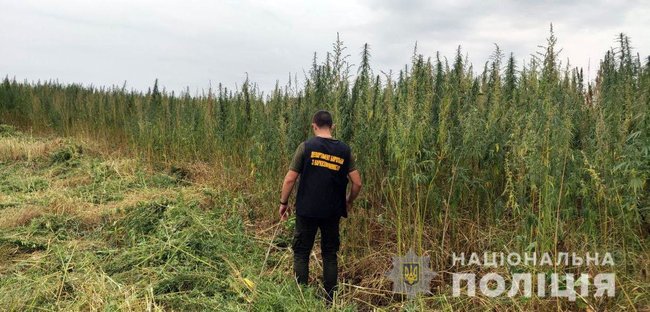 Полицейские уничтожили 10 млн кустов конопли на Донетчине 02