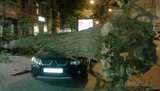 В центре Одессы огромное дерево рухнуло и раздавило иномарку. ФОТО