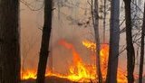 Зеленський має вийти із "зони комфорту" і негайно скликати РНБО через пожежі в зоні відчуження ЧАЕС, - Ар