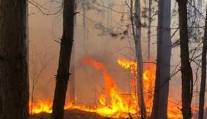 Пожары на Житомирщине нанесли ущерб на площади 2 тысячи гектаров, - глава ОГА Бунечко