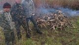 60 кг лосиных рогов пытались вывезти из Зоны отчуждения, - Нацполиция. ФОТО
