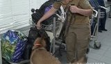 Обнюхували людей і валізи: на столичному вокзалі відбулися навчання поліцейських собак. ВІДЕО+ФОТОрепортаж