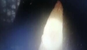 У Дністровському водосховищі на глибині 20 метрів дайвери знайшли ворожу ракету. ВIДЕО