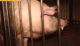 Четырехсоткилограммовый футбольный провидец хряк Фунтик прибыл на Майдан: к началу Евро-2012 его оденут как футболиста. + ВИДЕО.