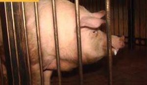 Четырехсоткилограммовый футбольный провидец хряк Фунтик прибыл на Майдан: к началу Евро-2012 его оденут как футболиста. + ВИДЕО.