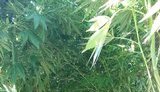 Кусты элитной конопли стоимостью около 1 млн грн изъяты у жителя Николаевщины, - Нацполиция. ФОТОрепортаж