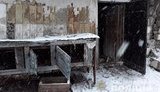 На Київщині затримали догхантерів, які закатували понад 50 тварин. ФОТОрепортаж