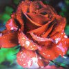 Самантафокс Онаже #399369