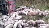 дтп свиньи