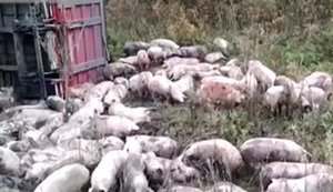 Полсотни свиней погибло в результате опрокидывания фуры на Полтавщине. ВИДЕО