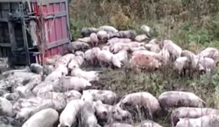 Полсотни свиней погибло в результате опрокидывания фуры на Полтавщине. ВИДЕО
