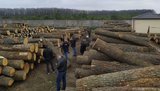 На Кировоградщине блокирована многомиллионная схема контрабанды древесины, организованная чиновниками Гослесагентства, - СБУ. ФОТОрепортаж