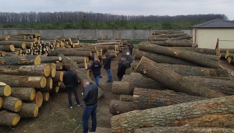 На Кировоградщине блокирована многомиллионная схема контрабанды древесины, организованная чиновниками Гослесагентства, - СБУ. ФОТОрепортаж