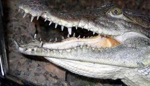 Крокодила Годзи поймали! Но не Шуфрич...