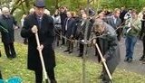 Азаров посадил дуб: Без лопаты дерево никак не посадить. ВИДЕО.