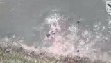 Окупант стрибає у воду
