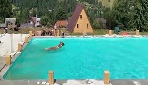 Корова искупалась в бассейне гостиничного комплекса в Карпатах. ВИДЕО