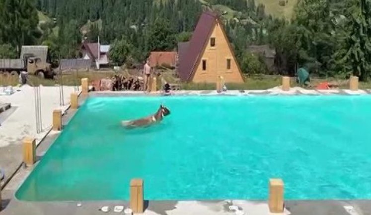 Корова искупалась в бассейне гостиничного комплекса в Карпатах. ВИДЕО