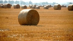 Крупнейшие аграрные кооперативы мира