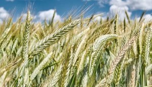 Україна за рік зменшила експорт зерна. Поставки жита впали в 54 рази