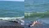 рф,армія,батумі
