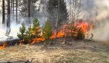 На полігоні в Чернігівській області почалася пожежа - горить ліс, - ДСНС