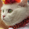 Елена Дисси