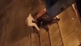 "Руслане, він уже помер! Ти шо - дурак?!" - в Ірпені чоловік побив металевим кийком і обстріляв з пістолета свого сусіда. ВІДЕО+ФОТОрепортаж