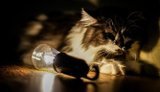 Субота буде з відключеннями: обмежуватимуть до 2,5 черги з 06:00 і до кінця доби, – "Укренерго"