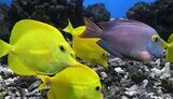 Куда сходить с ребенком на выходных - первый частный океанариум в Киеве. ФОТОрепортаж.