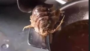 Ракоподібне з борщу курсантів - морський тарган, - нардеп "Голосу" Бобровська