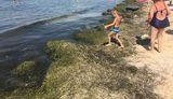 Не медузами едиными: пляжи Бердянска завалило тоннами водорослей. ВИДЕО+ФОТОрепортаж