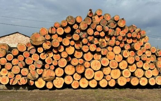 На Буковині викрили "тіньовий" експорт лісу-кругляку до Молдови. ФОТО