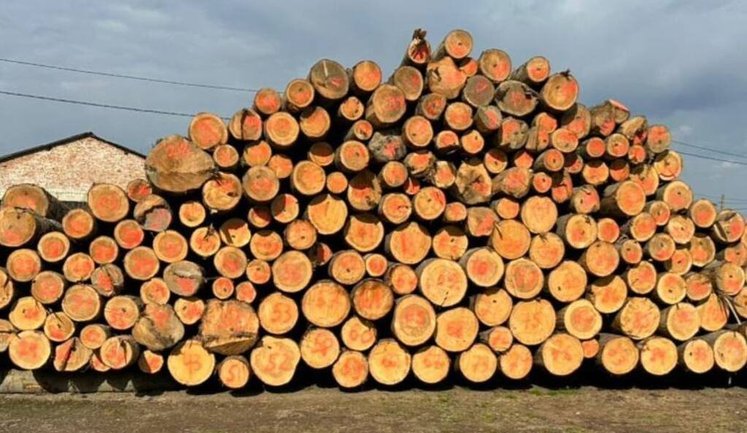 На Буковині викрили "тіньовий" експорт лісу-кругляку до Молдови. ФОТО