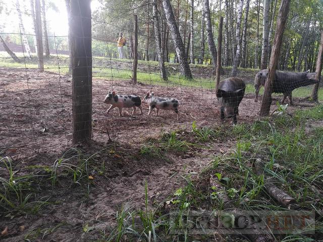 Цензор.НЕТ Изображение