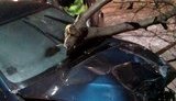 Нетрезвая женщина на BMW сбила электроопору и дерево, пытаясь сбежать от патрульных на Киевщине, - полиция. ФОТО