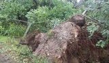 Ураган на Ривненщине с корнями вырывал вековые дубы и валил их на дома. ФОТОрепортаж