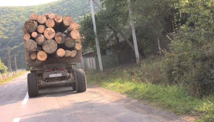 В Карпатах продолжается дикая вырубка лесов, местные жители шокированы: "Такого ажиотажа никогда не было!". ФОТО