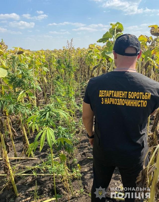 На Днепропетровщине среди подсолнухов обнаружили почти 7 тыс. кустов конопли стоимостью 13,5 млн грн, - полиция 02 На Днепропетровщине среди подсолнухов обнаружили почти 7 тыс. кустов конопли стоимостью 13,5 млн грн, - полиция 02