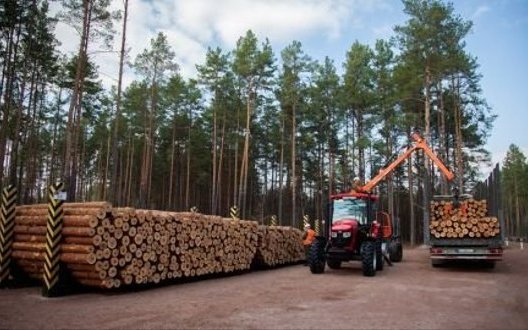 "Ліси України" отримали нового керівника: хто виконуватиме обов’язки гендиректора з 1 липня?