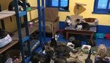 "600 літрів їжі роздаємо котам і собакам щодня": як живе притулок-переселенець із Донецька