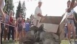 веселый коровяк