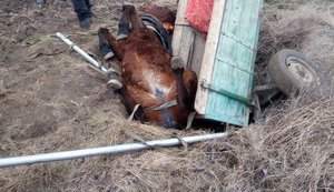 Рятувальники в Одеській області дістали з колодязя коня з возом. ФОТОрепортаж