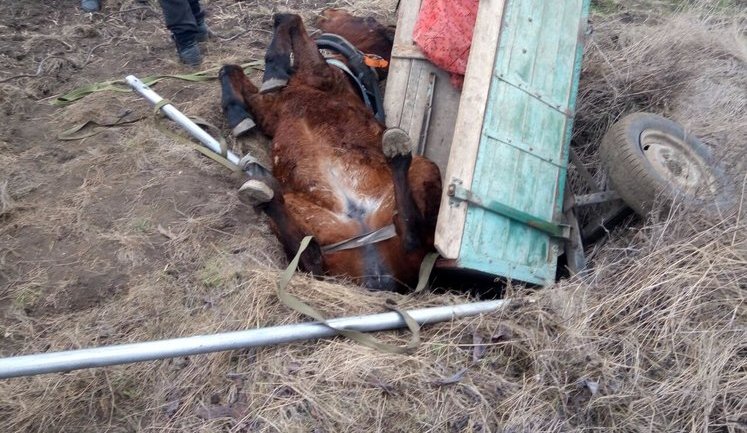 Рятувальники в Одеській області дістали з колодязя коня з возом. ФОТОрепортаж