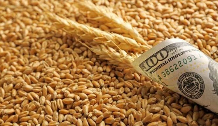 Єгипет виявив зацікавленість в українській пшениці: не завадив навіть Рамадан