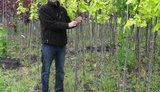 Киевские власти отказались от саженцев на миллион гривен: "С подарка-то взять нечего. Где откаты?!". ФОТО