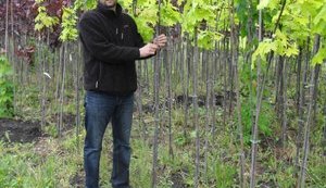 Киевские власти отказались от саженцев на миллион гривен: "С подарка-то взять нечего. Где откаты?!". ФОТО