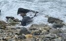 У Чорному морі загинули дельфіни
