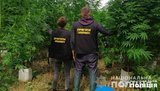 Полиция ликвидировала на Киевщине спрятанную в лесу возле болота крупную плантацию элитной конопли. ВИДЕО+ФОТОрепортаж